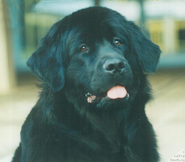 Фото: ньюфаундленд Вальсана Шик из Большой Медведицы