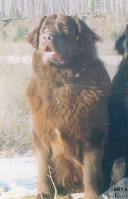 Фото: ньюфаундленд Брюс Браун