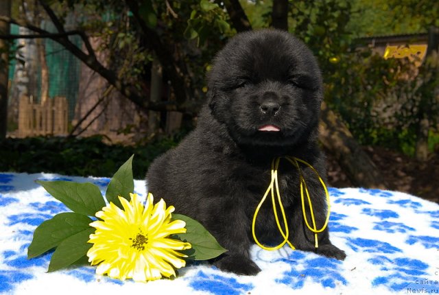 Фото: ньюфаундленд Сент Джонс Шарлотта