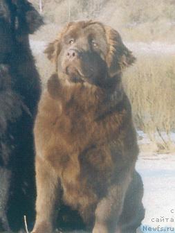 Фото: ньюфаундленд Магия Винт Ирис