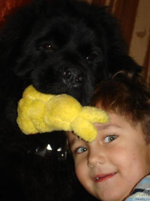 Фото: ньюфаундленд Потап Фелиция (Potap Felicia)