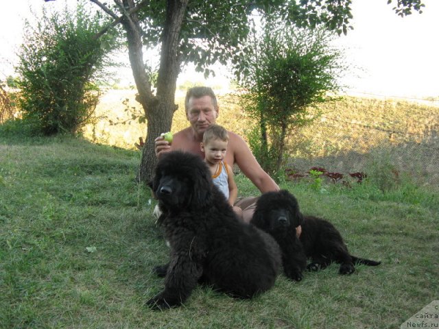 Фото: ньюфаундленд Плюшевая Панда Уилфред (Plushevaya Panda Uilfred)