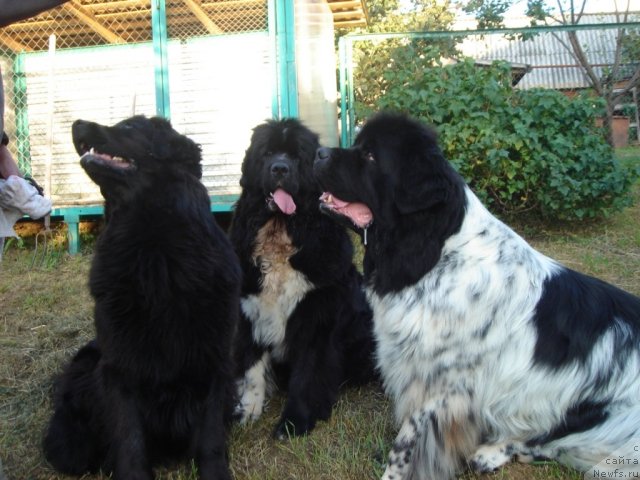 Фотография № 75195