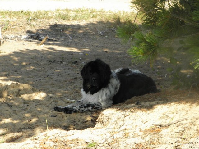 Фотография № 75197