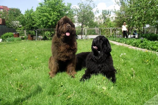 Фото: ньюфаундленд Кокетка от Чаннел из Медвежьего Яра, ньюфаундленд Skippers Ultimate Object