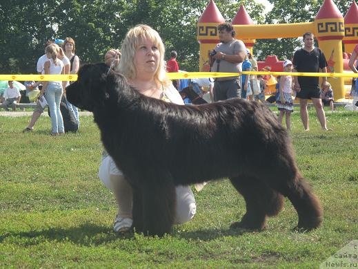 Фото: ньюфаундленд Акватория Келвин Оушен Дрим