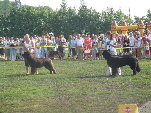 Фото: ньюфаундленд Милорд, ньюфаундленд Повелитель Великих Озер