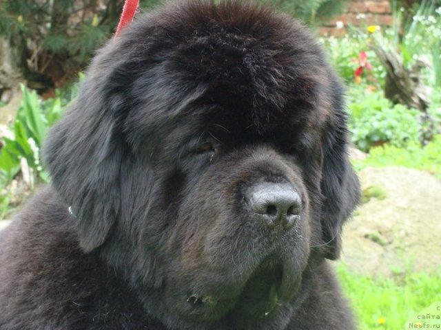 Фото: ньюфаундленд La Paz Duet Wichrowe Laki