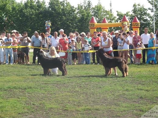 Фото: ньюфаундленд Акватория Келвин Оушен Дрим, ньюфаундленд Повелитель Великих Озер