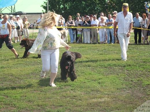 Фото: ньюфаундленд Акватория Келвин Оушен Дрим