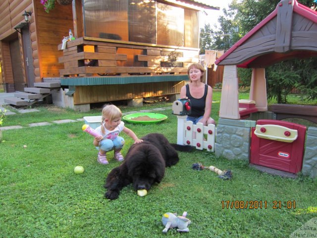 Фото: ньюфаундленд Very Fairweathers X'Got The Rhythm