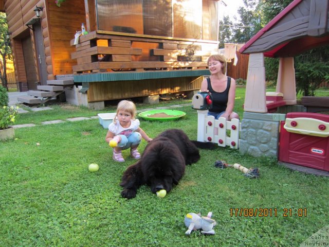 Фото: ньюфаундленд Very Fairweathers X'Got The Rhythm