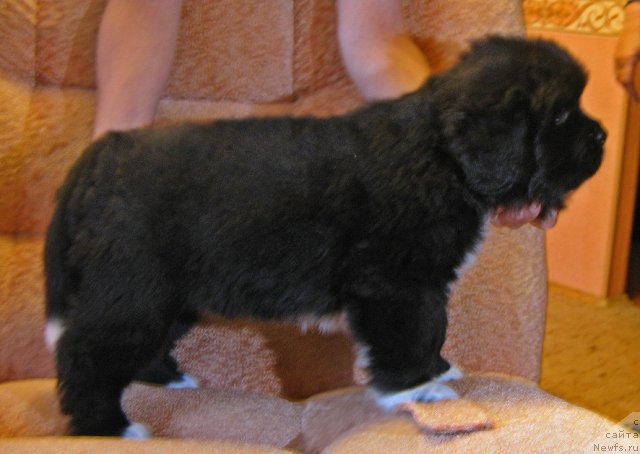 Фото: ньюфаундленд Нимфа Белого Озера из Племени Кедра