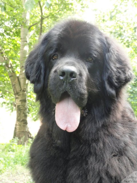 Фото: ньюфаундленд Марьяна Большой Малыш (Maryana Bolshoj Malysh)