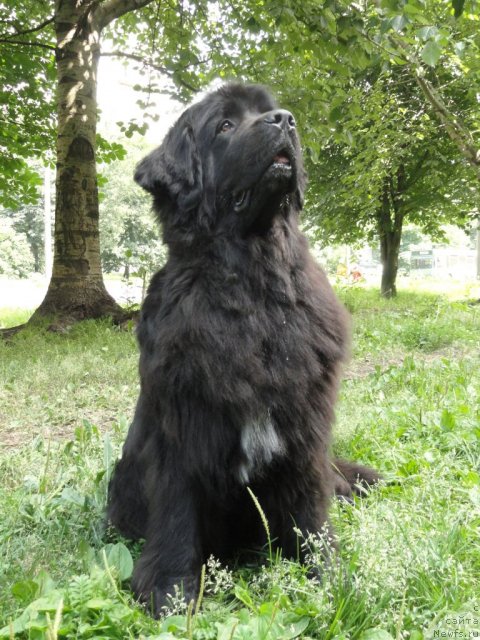 Фото: ньюфаундленд Марьяна Большой Малыш (Maryana Bolshoj Malysh)