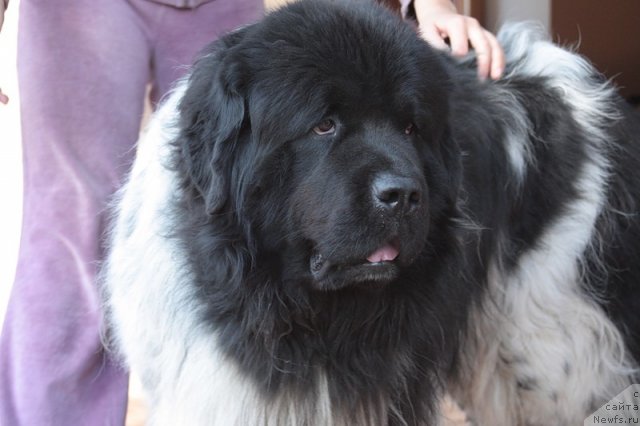 Фото: ньюфаундленд Плюшевая Панда Диттер