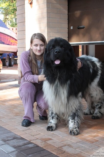 Фото: ньюфаундленд Плюшевая Панда Диттер