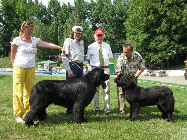 Фото: ньюфаундленд Золотой Талисман Кара Дениз (Zolotoy Talisman Kara Deniz), ньюфаундленд Бегущая по Волнам Хаста ла Виста (Beguschaya po Volnam Hasta la Vista)
