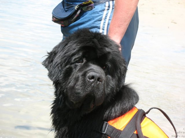 Фото: ньюфаундленд Золотой Талисман Кара Дениз (Zolotoy Talisman Kara Deniz)