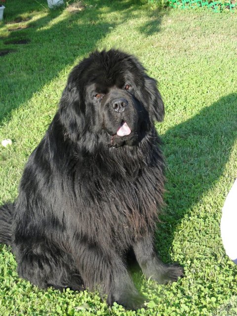 Фото: ньюфаундленд Супер Премиум Вашингтон