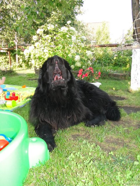 Фото: ньюфаундленд Супер Премиум Вашингтон