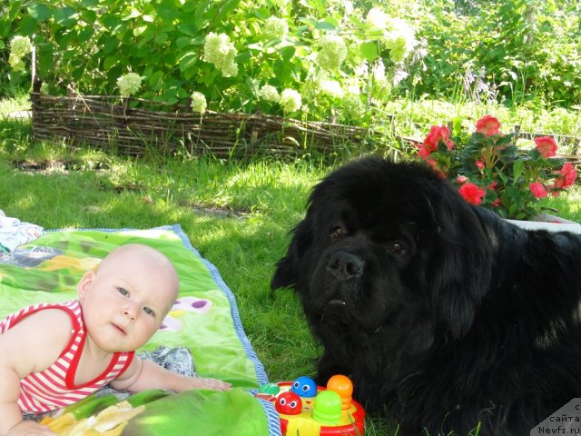 Фото: ньюфаундленд Супер Премиум Вашингтон