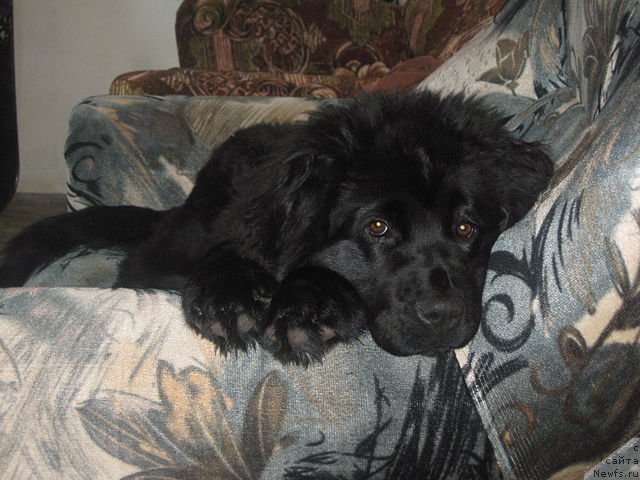 Фото: ньюфаундленд Терра Нова от Сибирского Медведя