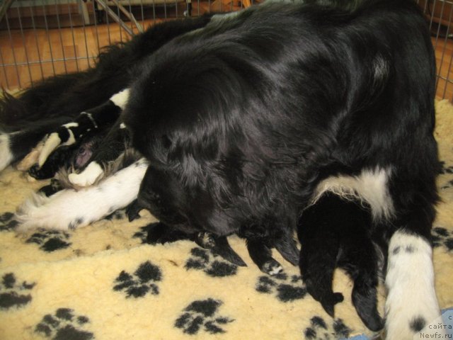 Фото: ньюфаундленд Питерньюф Живанши