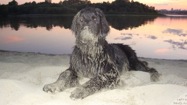 Фото: ньюфаундленд Супер Премиум Звездочет