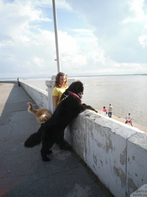 Фото: ньюфаундленд Мирабелла из Тихого Омута, Юлия Василенко