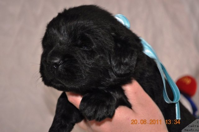 Фото: ньюфаундленд Звездный Дар Агасси (Zvezdnij Dar Agassi)