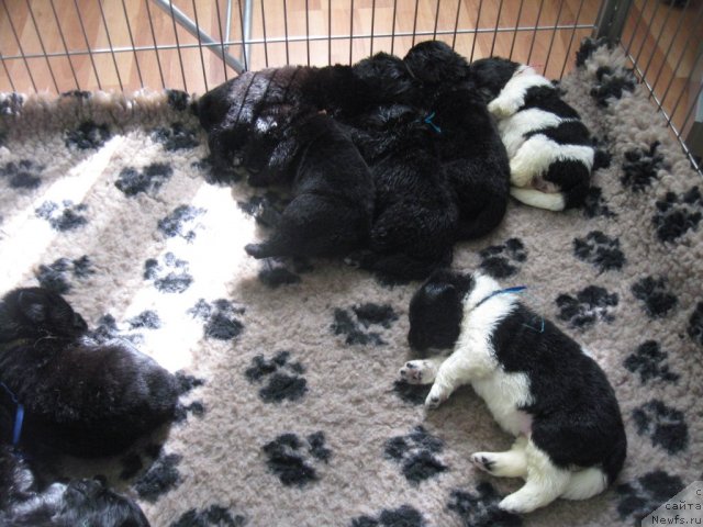 Фото: ньюфаундленд Питерньюф Живанши