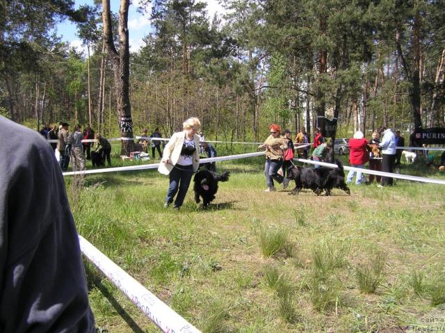 Фото: ньюфаундленд Вайс (Vays)