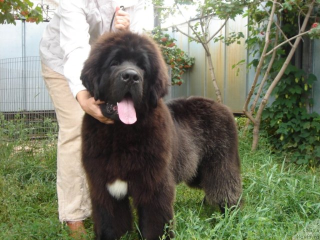 Фотография № 75368