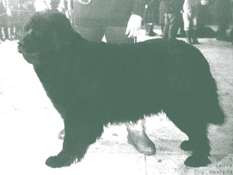 Фото: ньюфаундленд Виенига Викси