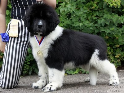 Фото: ньюфаундленд Питерньюф И Дид Ит Агаин (Piternyuf I Did It Again)