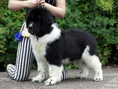 Фото: ньюфаундленд Питерньюф И Дид Ит Агаин (Piternyuf I Did It Again)