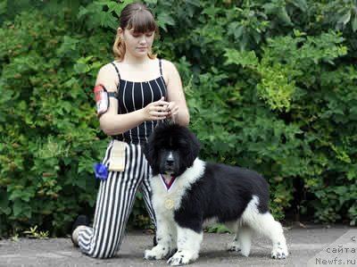 Фото: ньюфаундленд Питерньюф И Дид Ит Агаин (Piternyuf I Did It Again), Анастасия Кормакова