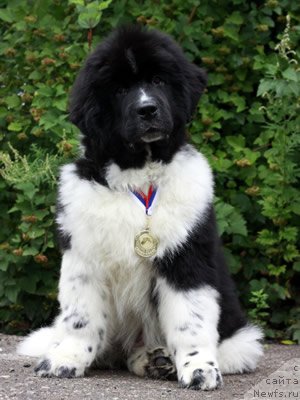 Фото: ньюфаундленд Питерньюф И Дид Ит Агаин (Piternyuf I Did It Again)