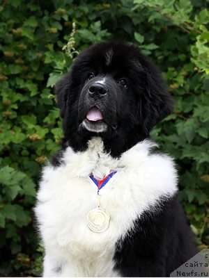 Фото: ньюфаундленд Питерньюф И Дид Ит Агаин (Piternyuf I Did It Again)