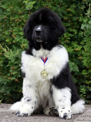 Фото: ньюфаундленд Питерньюф И Дид Ит Агаин (Piternyuf I Did It Again)