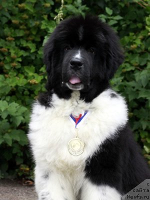 Фото: ньюфаундленд Питерньюф И Дид Ит Агаин (Piternyuf I Did It Again)