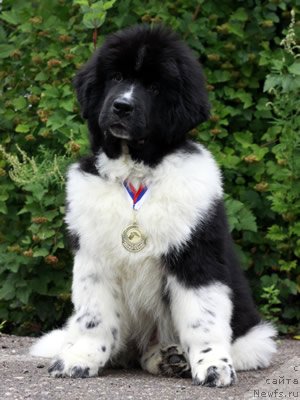 Фото: ньюфаундленд Питерньюф И Дид Ит Агаин (Piternyuf I Did It Again)