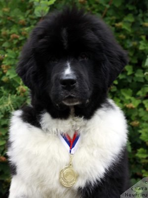 Фото: ньюфаундленд Питерньюф И Дид Ит Агаин (Piternyuf I Did It Again)