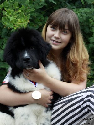 Фото: ньюфаундленд Питерньюф И Дид Ит Агаин (Piternyuf I Did It Again), Анастасия Кормакова