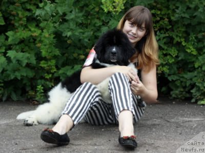 Фото: ньюфаундленд Питерньюф И Дид Ит Агаин (Piternyuf I Did It Again), Анастасия Кормакова