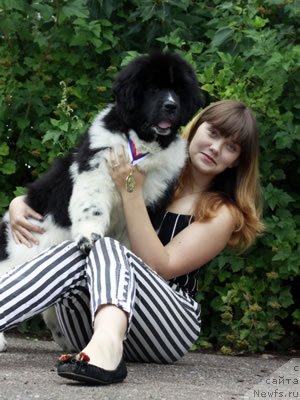 Фото: ньюфаундленд Питерньюф И Дид Ит Агаин (Piternyuf I Did It Again), Анастасия Кормакова