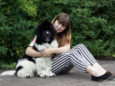 Фото: ньюфаундленд Питерньюф И Дид Ит Агаин (Piternyuf I Did It Again), Анастасия Кормакова