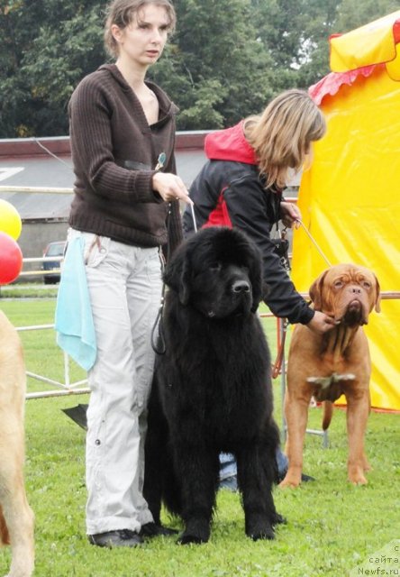 Фото: ньюфаундленд Смигар Галакси Шелл Вин (Smigar Galaxsy Shall Win)