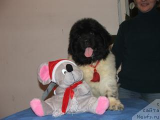 Фото: ньюфаундленд Плюшевая Панда Леди Гамильтон